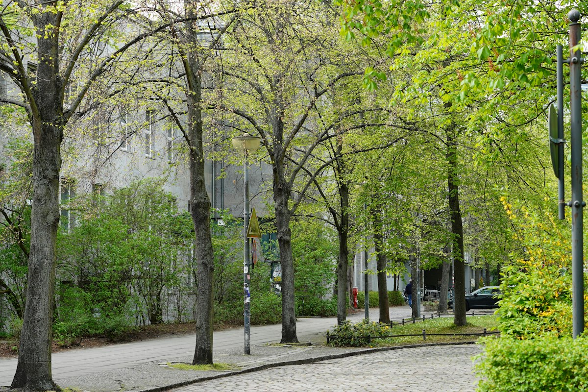 Quiet tree-lined residential street on a spring day